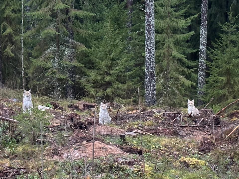 Lumi on maassa, nyt petohavainnot talteen!