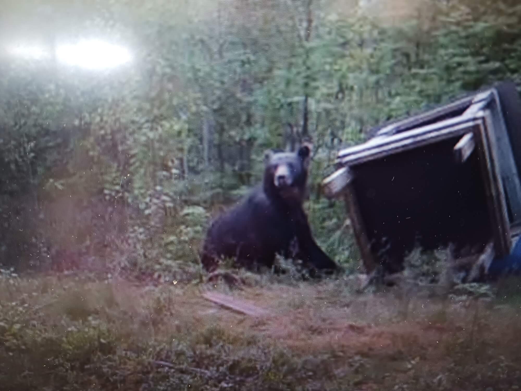 Siikavassa oma ”kyläkarhu”